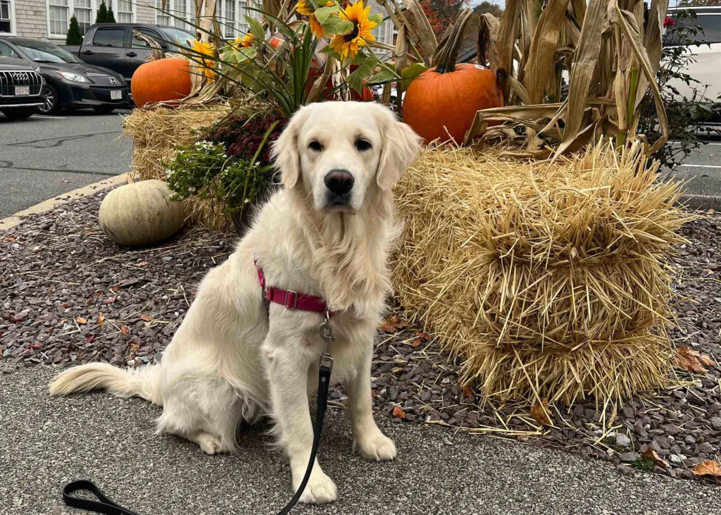 Harper, an English Cream Golden Retriever, stands in front of a display of hay bales, pumpkins, and sunflowers.